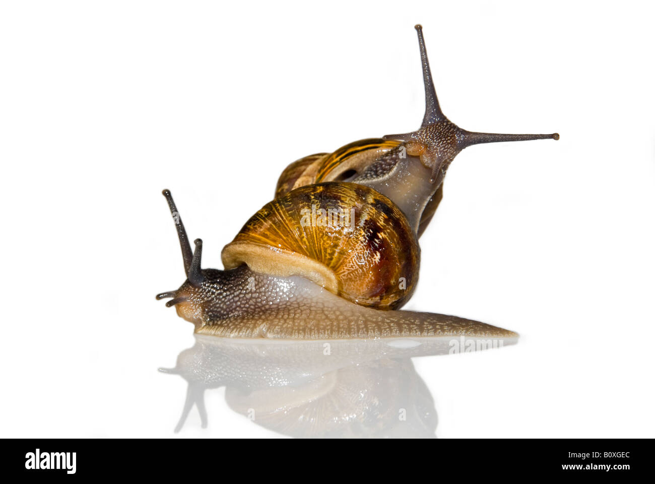 Horizontal macro of two common garden snails climbing over each other