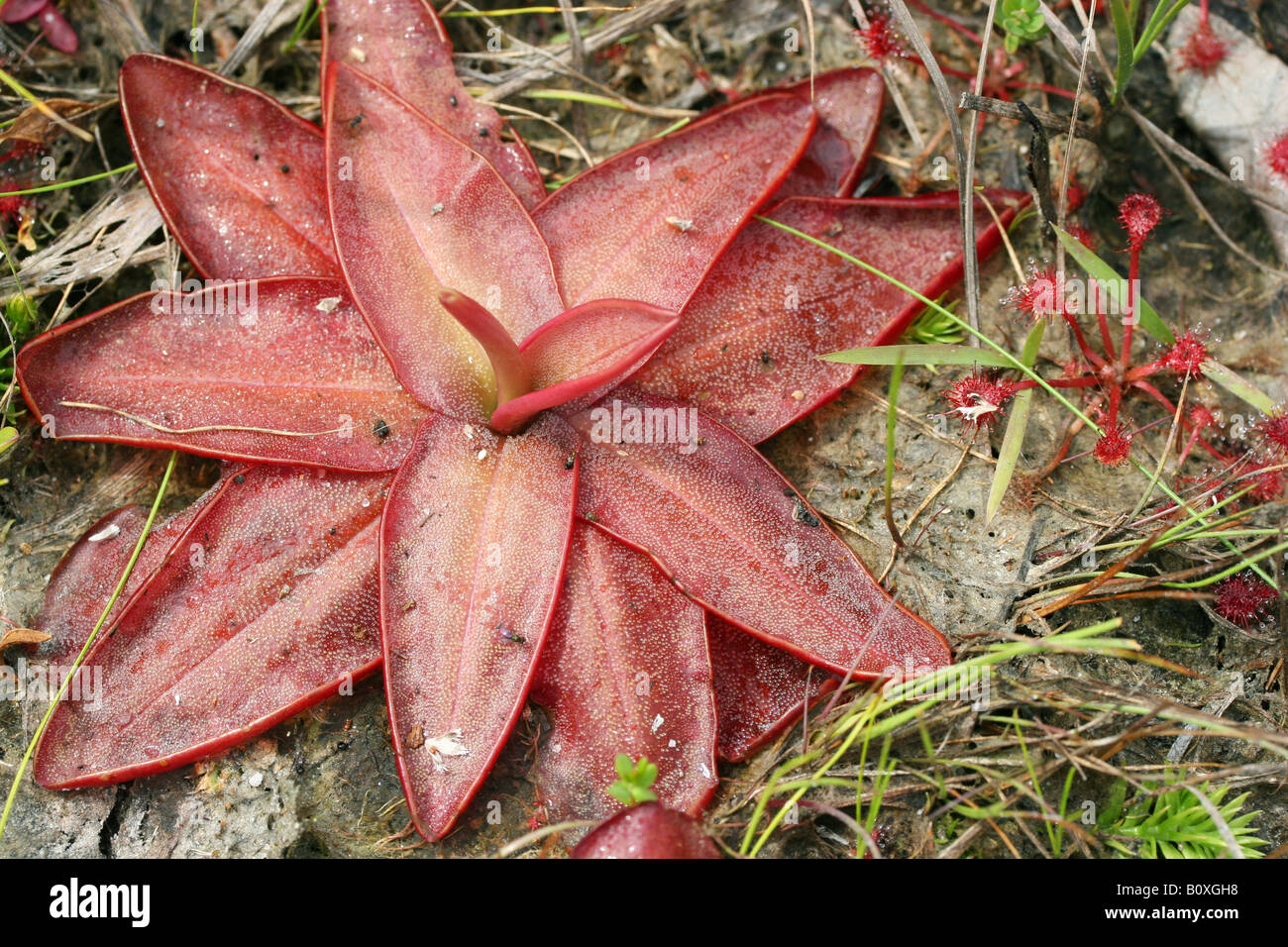 Chapman's Butterwort (Pinguicula planifolia), seepage bog, Gulf coastal