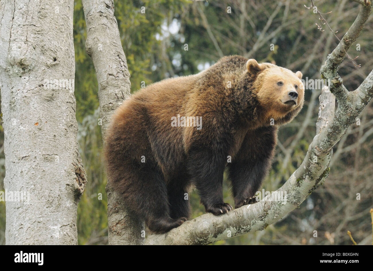 brown bear - standing on branch / Ursus arctos Stock Photo - Alamy