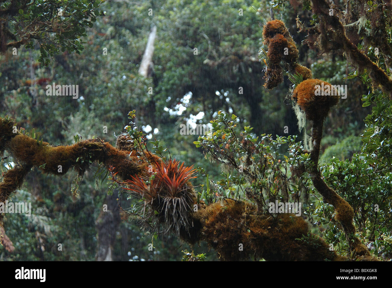 clouded forest bromeliacee epiphitic plants Cerro de la Muerte Costarica rain forest foresta pluviale tropicale foresta montana Stock Photo