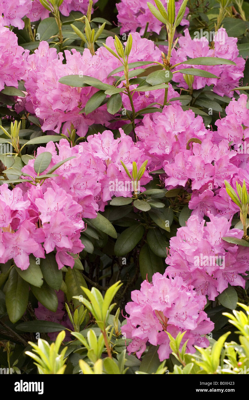 Rhododendron (hybrid) Stock Photo