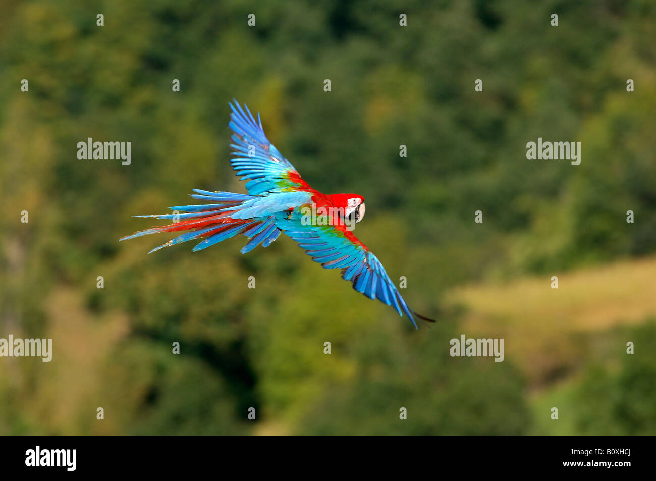 Green winged Macaw Ara ararauna in flight Stock Photo