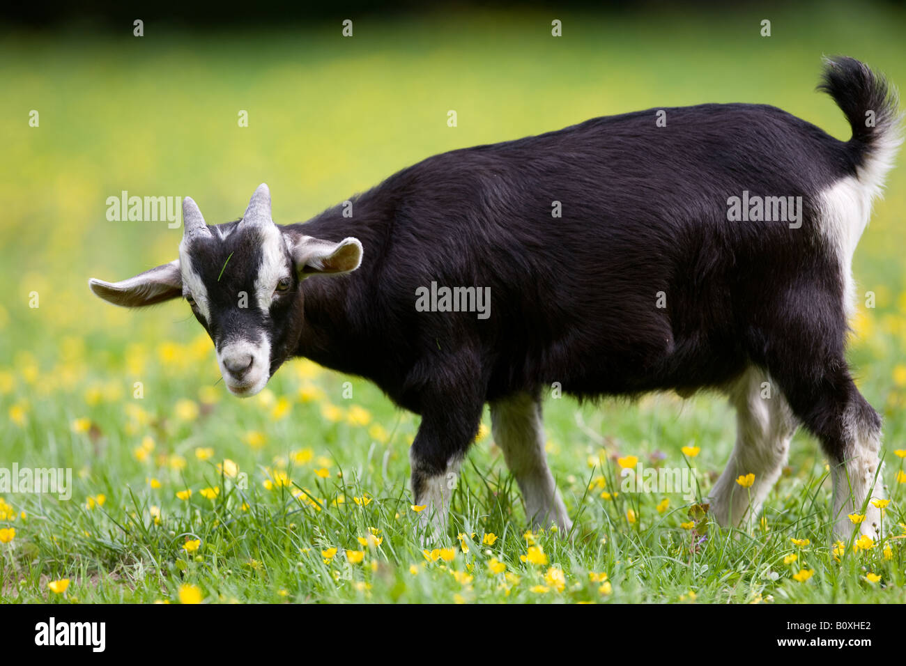 domestic Pygmy Goat Stock Photo