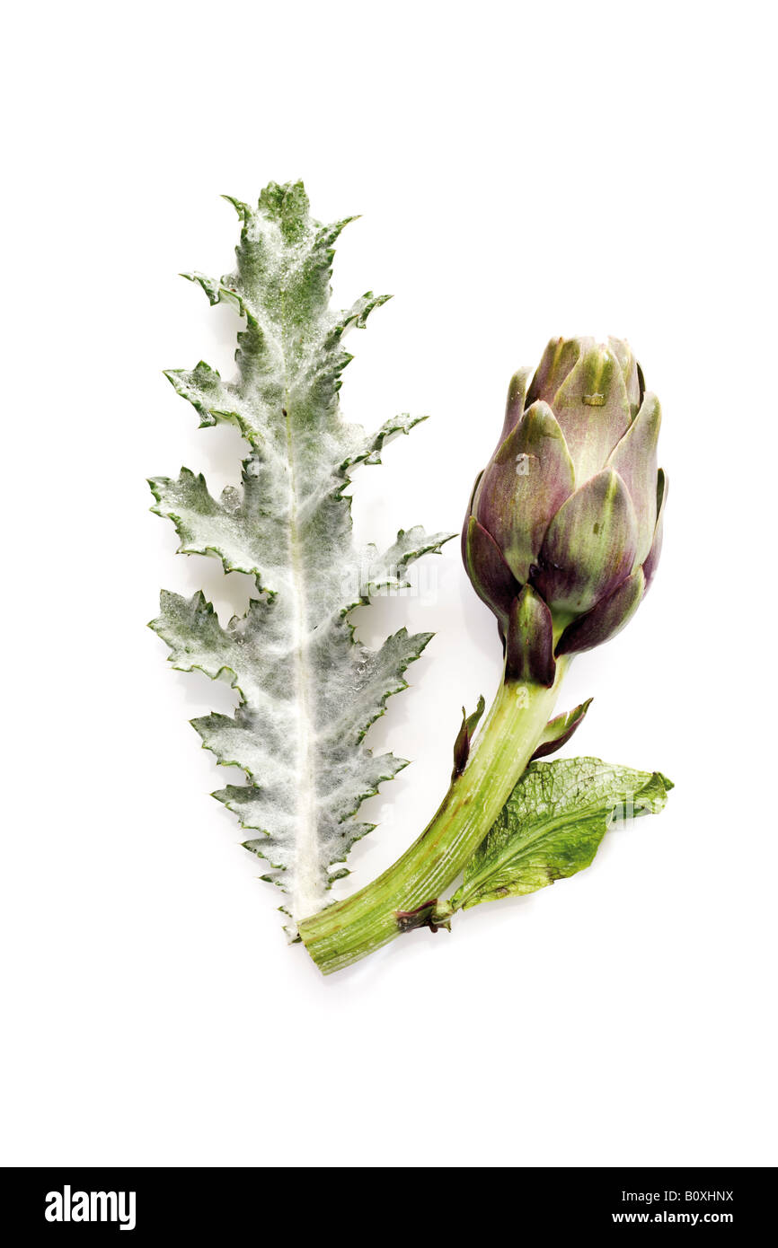 Artichoke with leaves Stock Photo Alamy