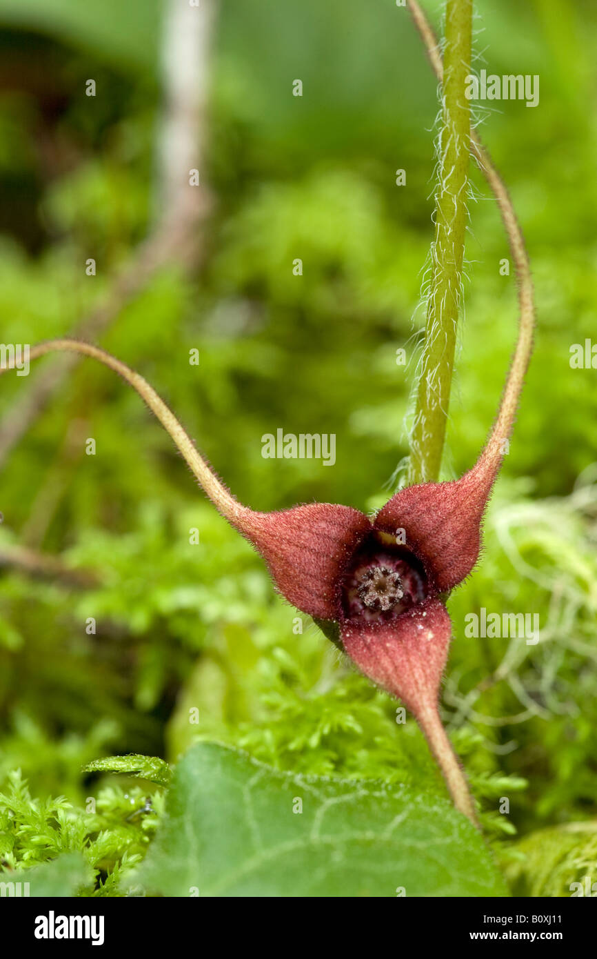 Wild ginger flower hires stock photography and images Alamy