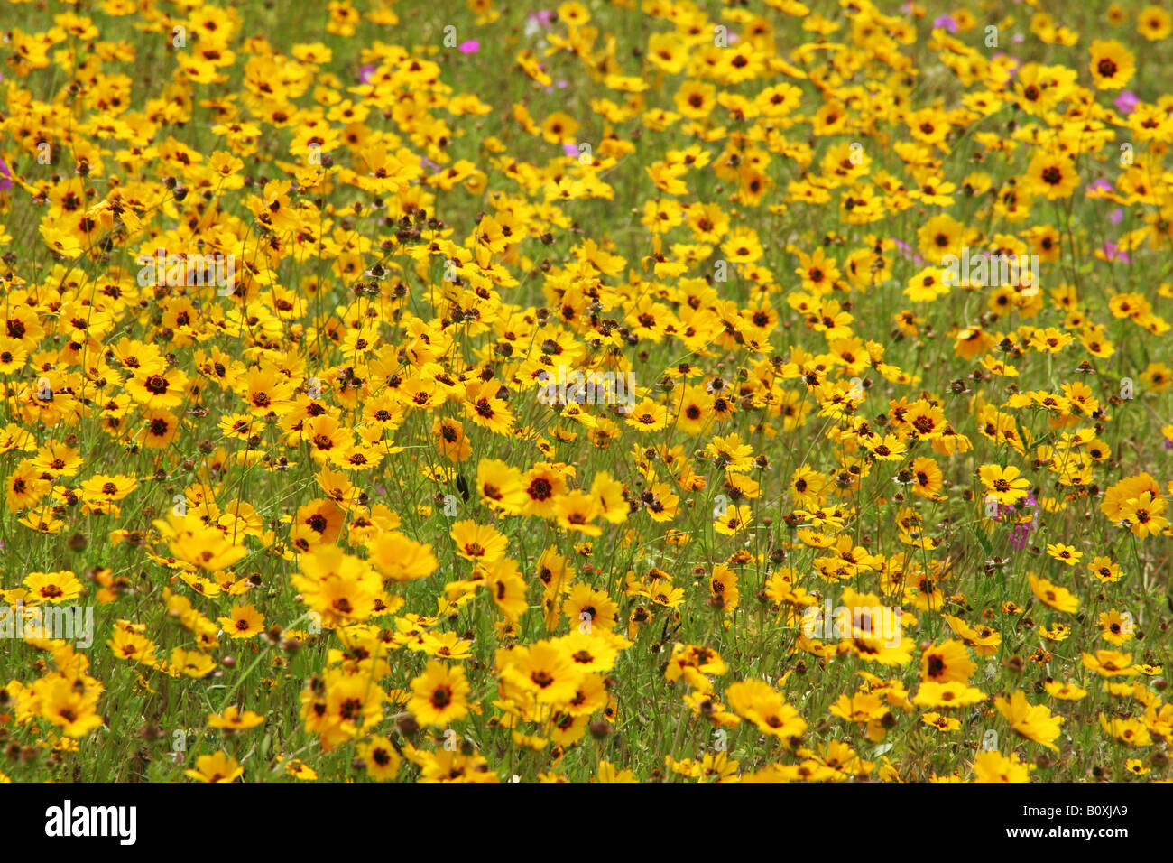 Coreopsis Flowers Southeast United States Stock Photo Alamy