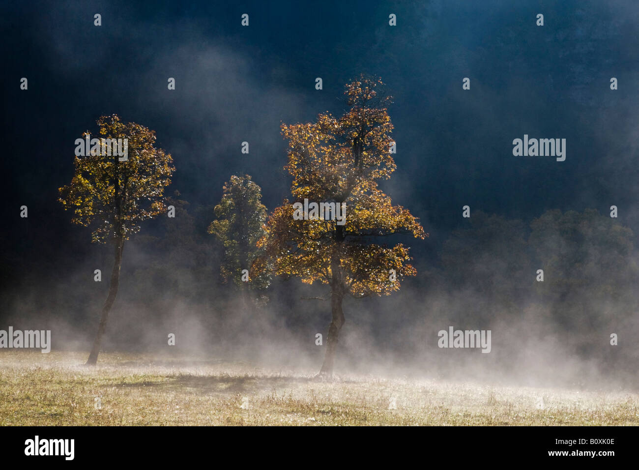 Austria, Tirol, Karwendel, Field maple tree in early morning mist Stock Photo