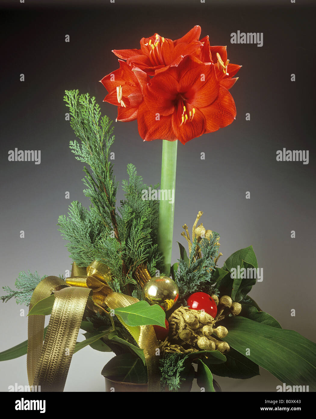 bouquet: amaryllis with twigs Stock Photo