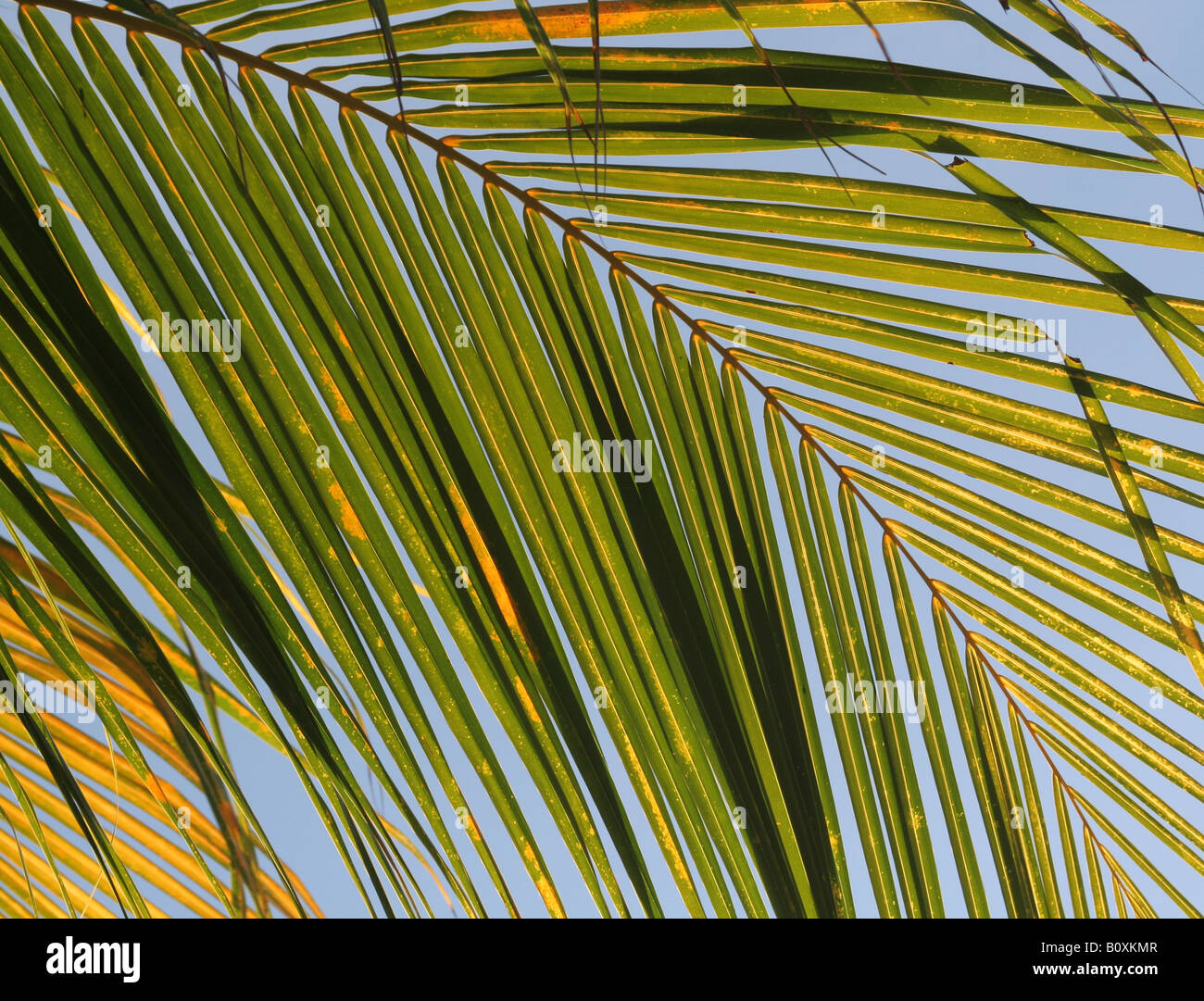 Golden Palm Leaf Stock Photo - Alamy