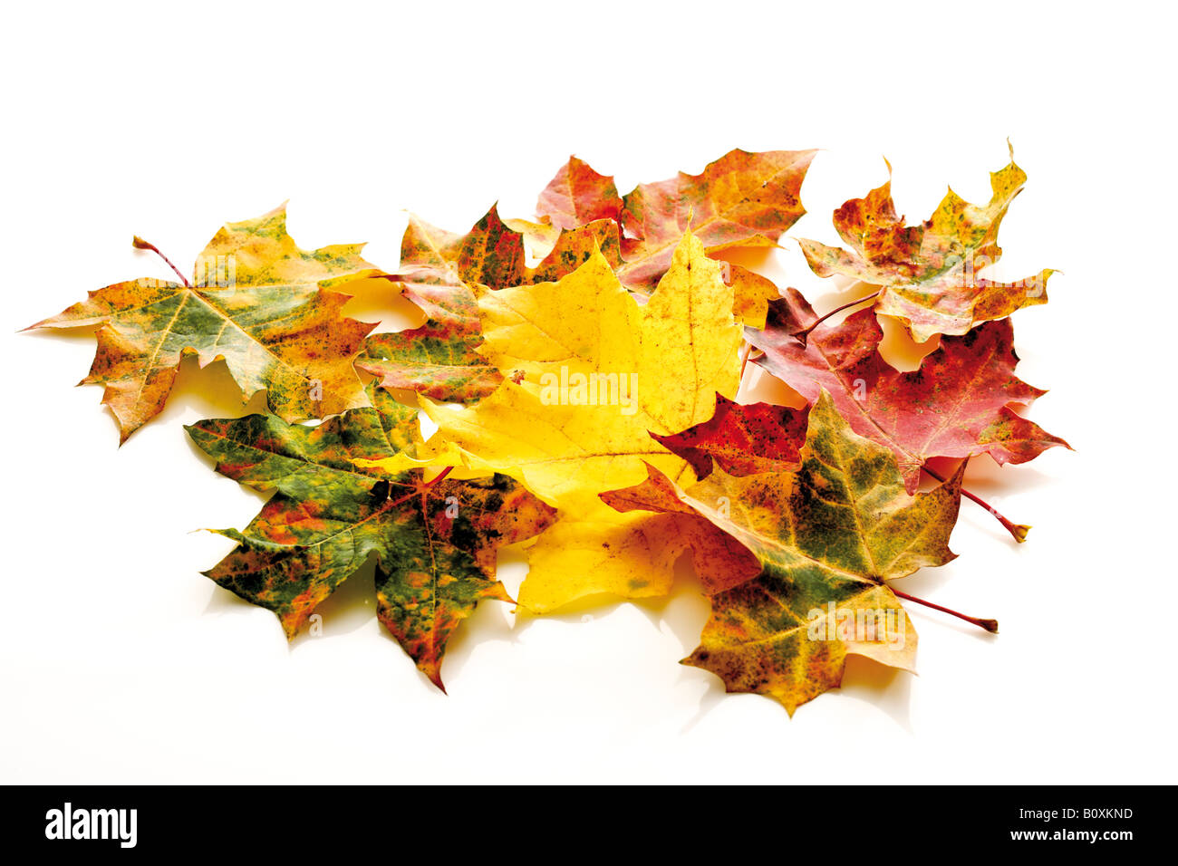 Autumn colored maple leaves Stock Photo