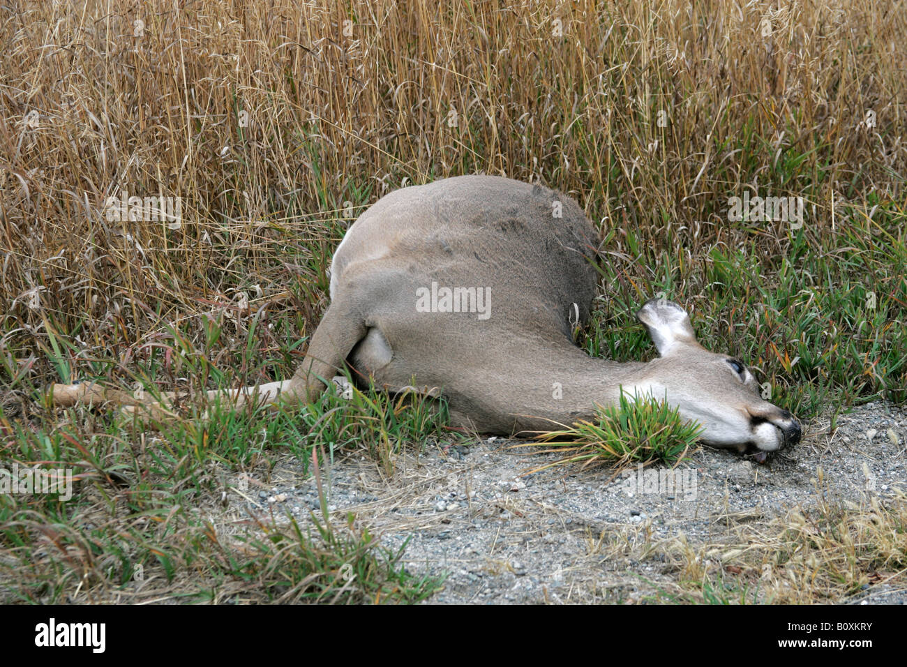 Dead deer highway road roadkill hires stock photography and images Alamy