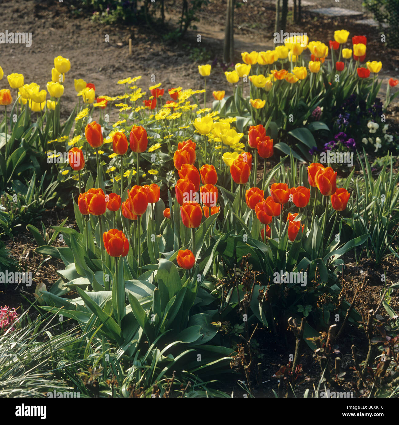 tulips in the garden Stock Photo - Alamy