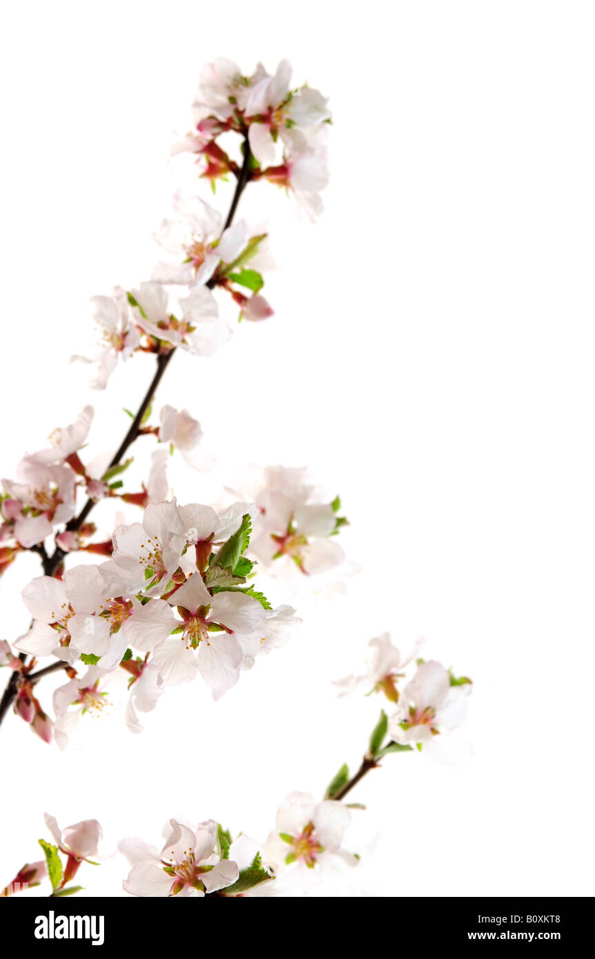 Branch with pink cherry blossoms isolated on white background Stock ...