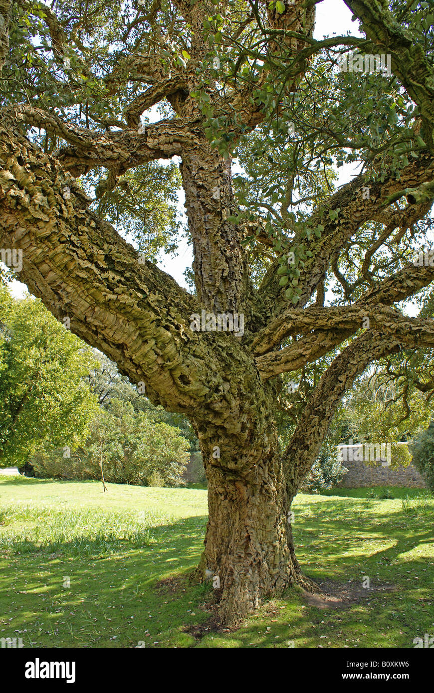 Ancient cork tree at Arundel Castle in West Sussex UK Stock Photo Alamy
