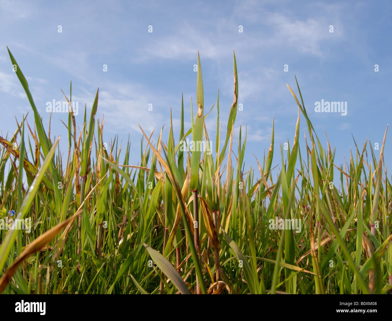 Green Grass Blue Sky Seen From Ground Level Stock Photo