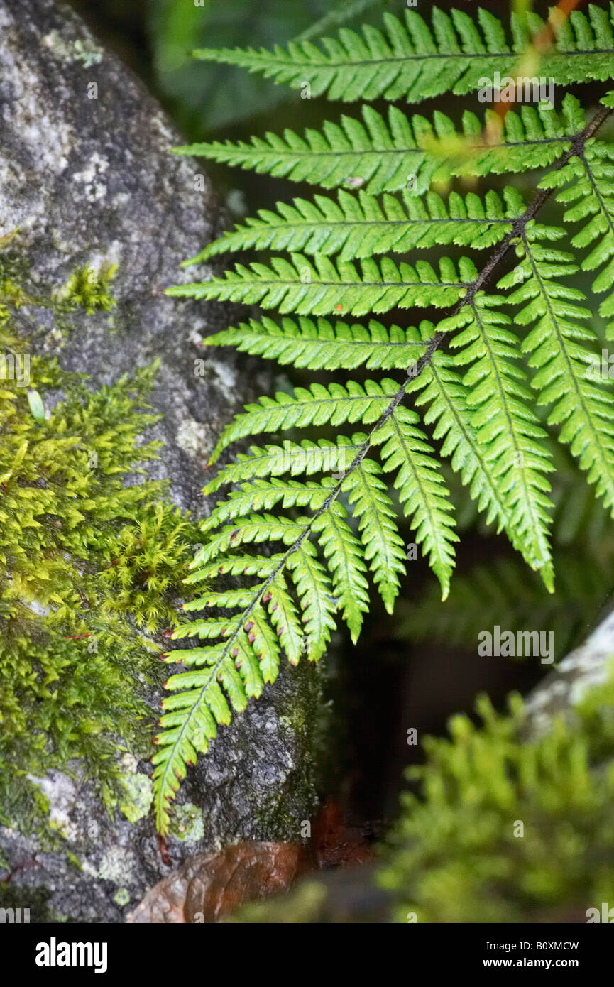 Wood ferns hi-res stock photography and images - Alamy