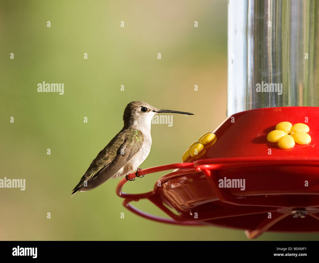 Hummingbird sitting on feeder Stock Photo Alamy