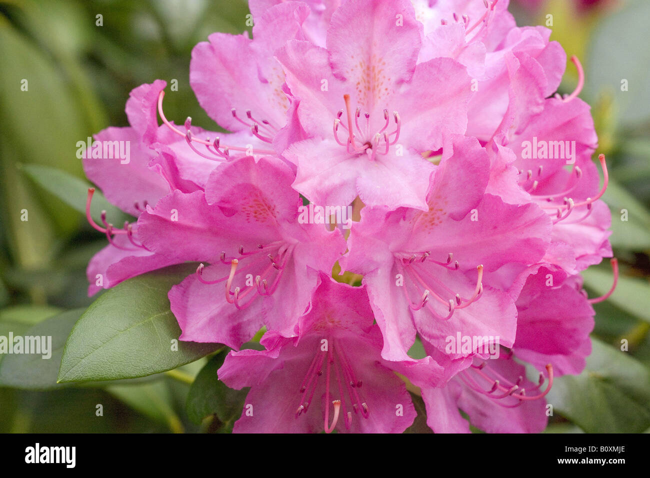 Rhododendron (hybrid) - blossom Stock Photo