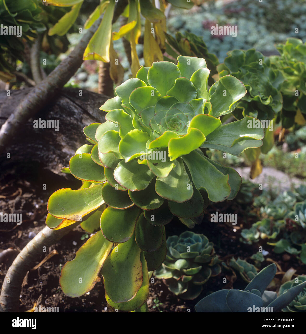 Aeonium arboreum / Aeonium arboreum Stock Photo
