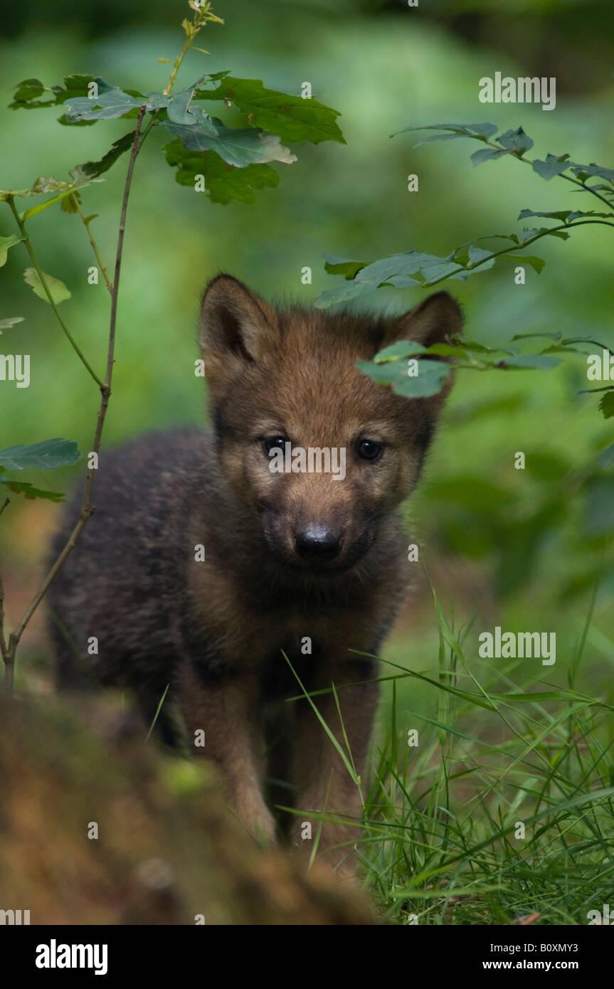 Grey wolf pup (Canis lupus) Stock Photo