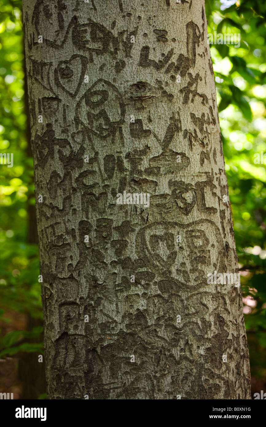 A carved tree trunk on the way to Tiger mountain at the Bronx Zoo Stock Photo