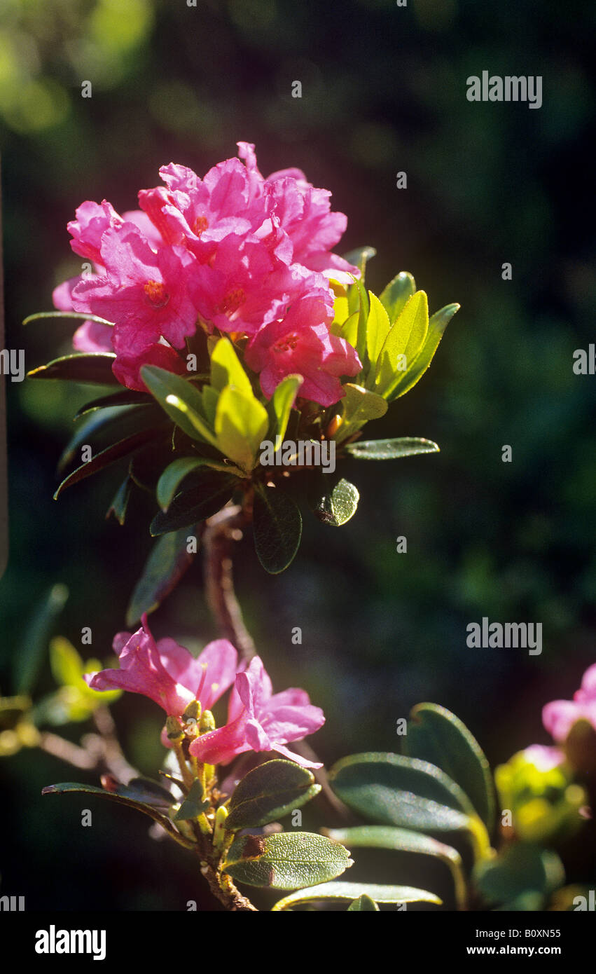 hairy alpine rose / Rhododendron hirsutum Stock Photo