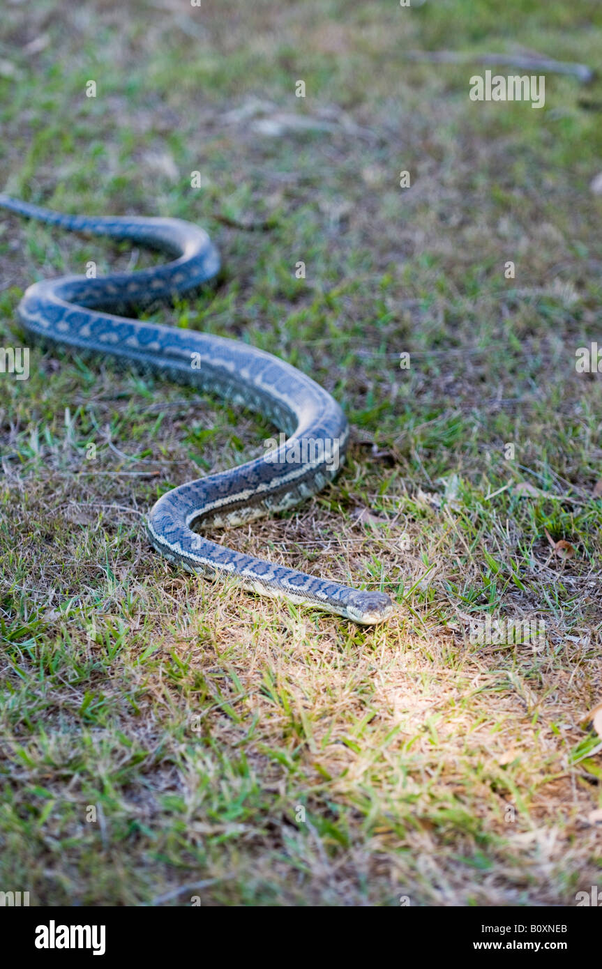 Carpet snake Queensland Australia Stock Photo Alamy