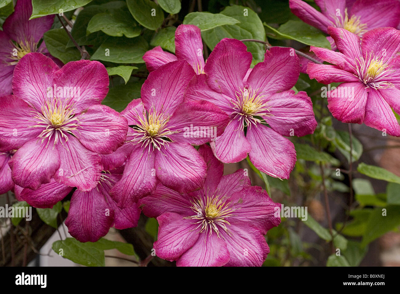 clematis (hybrid) - blossoms Stock Photo