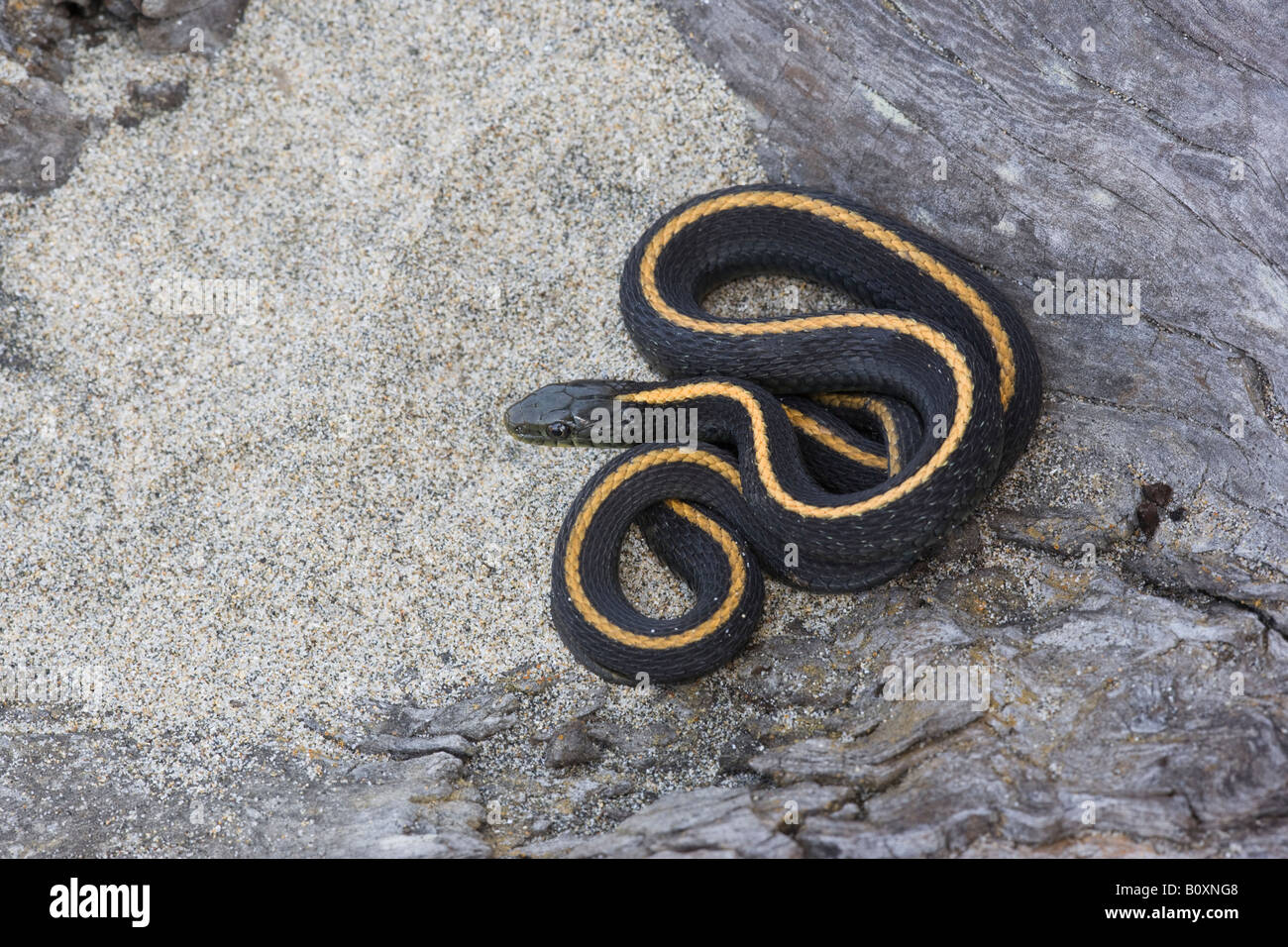 Santa Cruz garter snake, Thamnophis atratus atratus, California Stock Photo