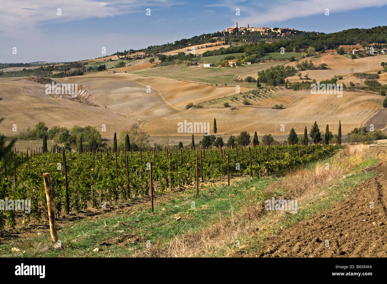Italy, Tuscany, Vineyard near Pienza Stock Photo