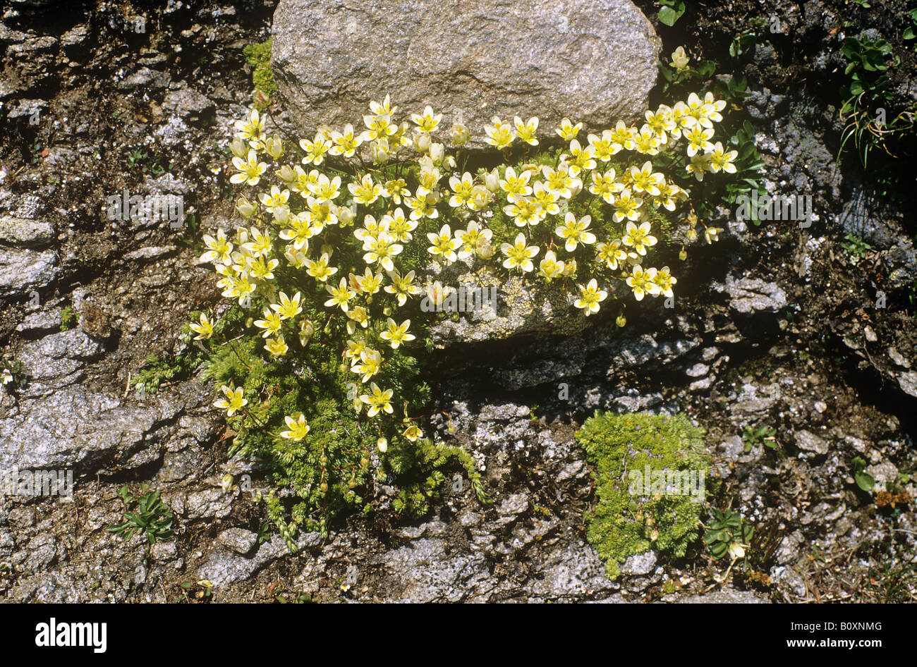 rock jasmines / Androsace vandellii Stock Photo
