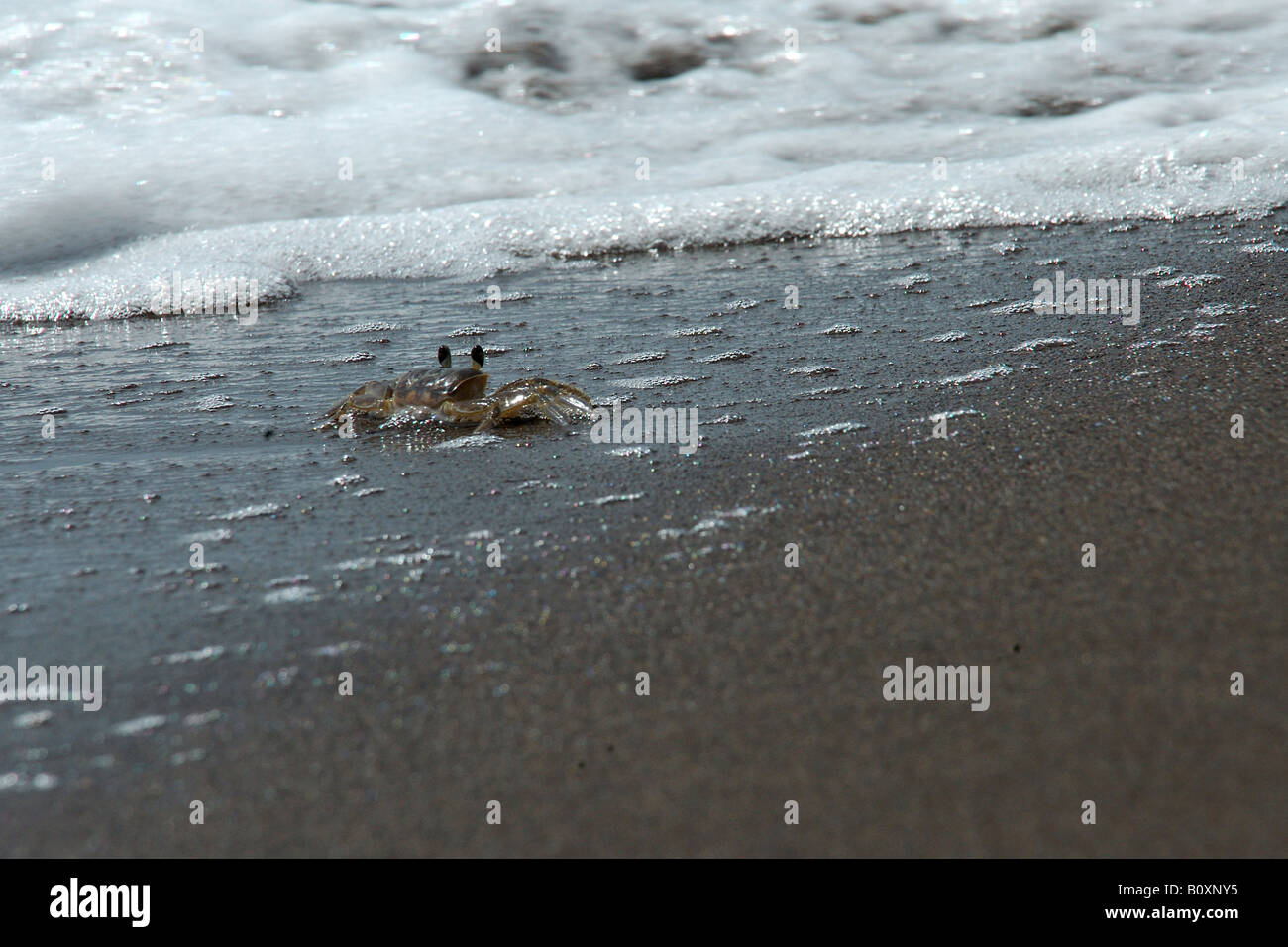 crab crustacea seashore sea sand chele granchio crostacei Tortughero Costarica mar dei Caraibi Stock Photo