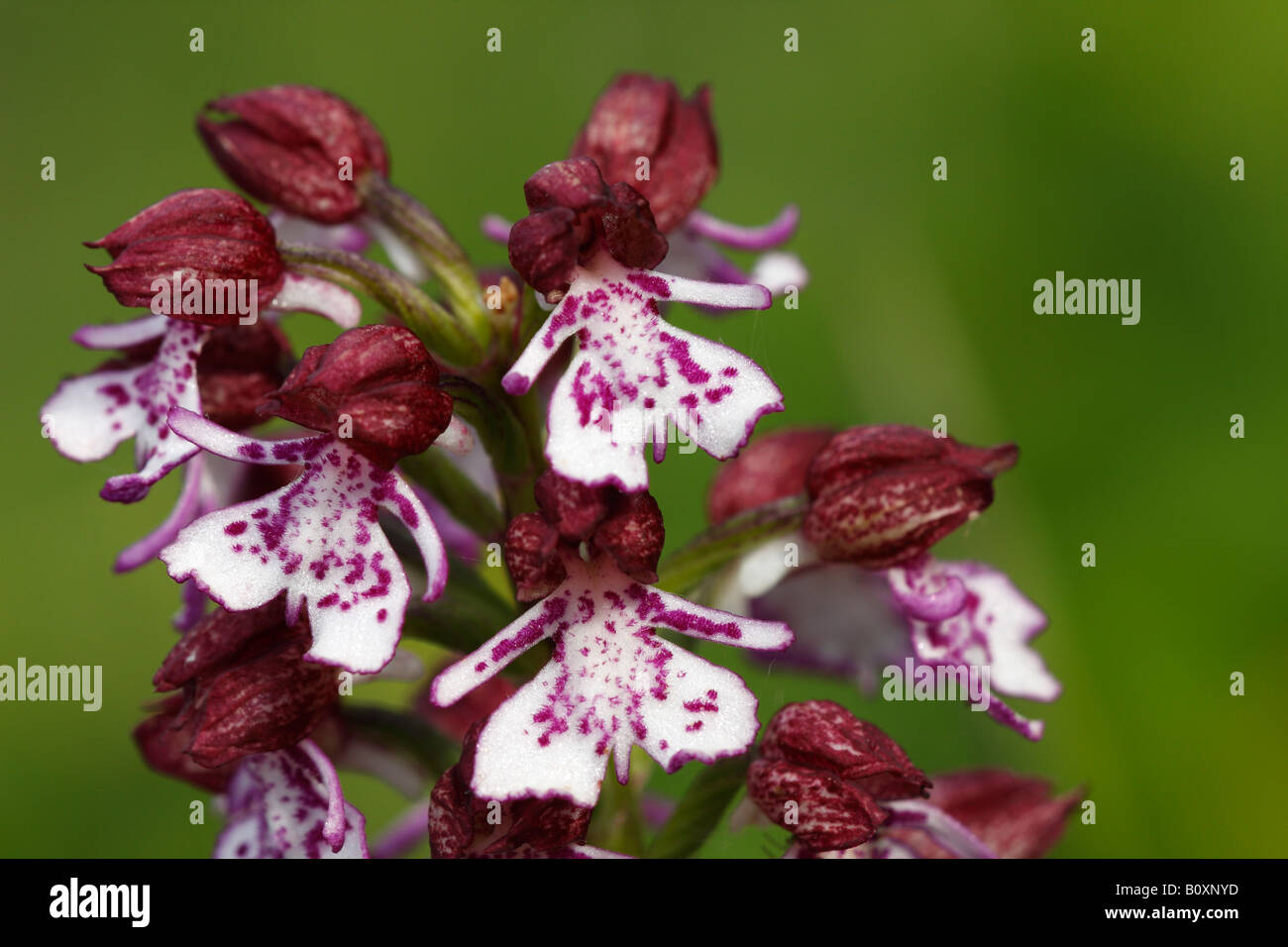 'Lady Orchid' [Orchis purpurea], 'close up' flower macro showing petal detail, England, UK Stock Photo