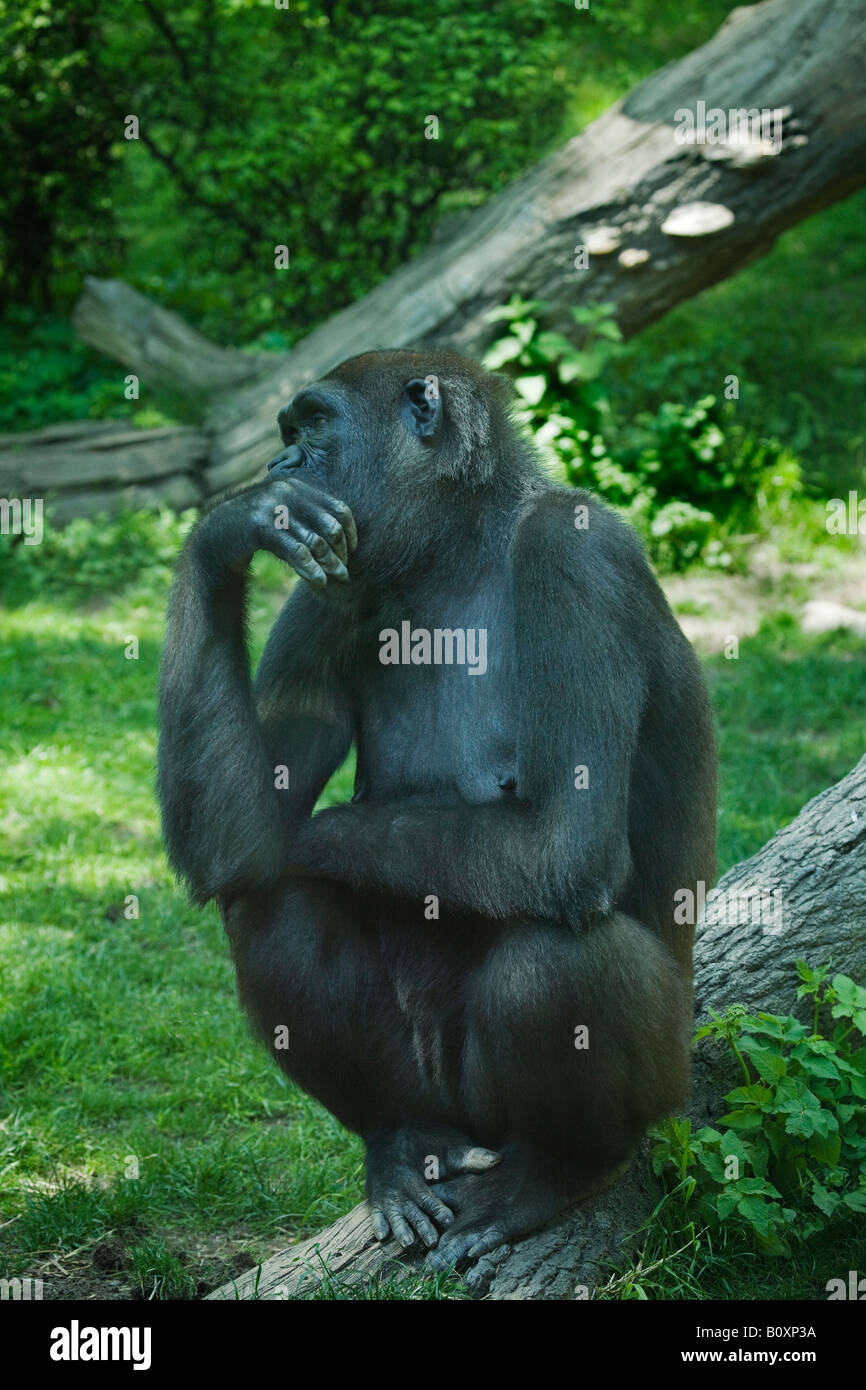 a-female-lowland-gorilla-at-the-bronx-zoo-sits-contemplating-at-the