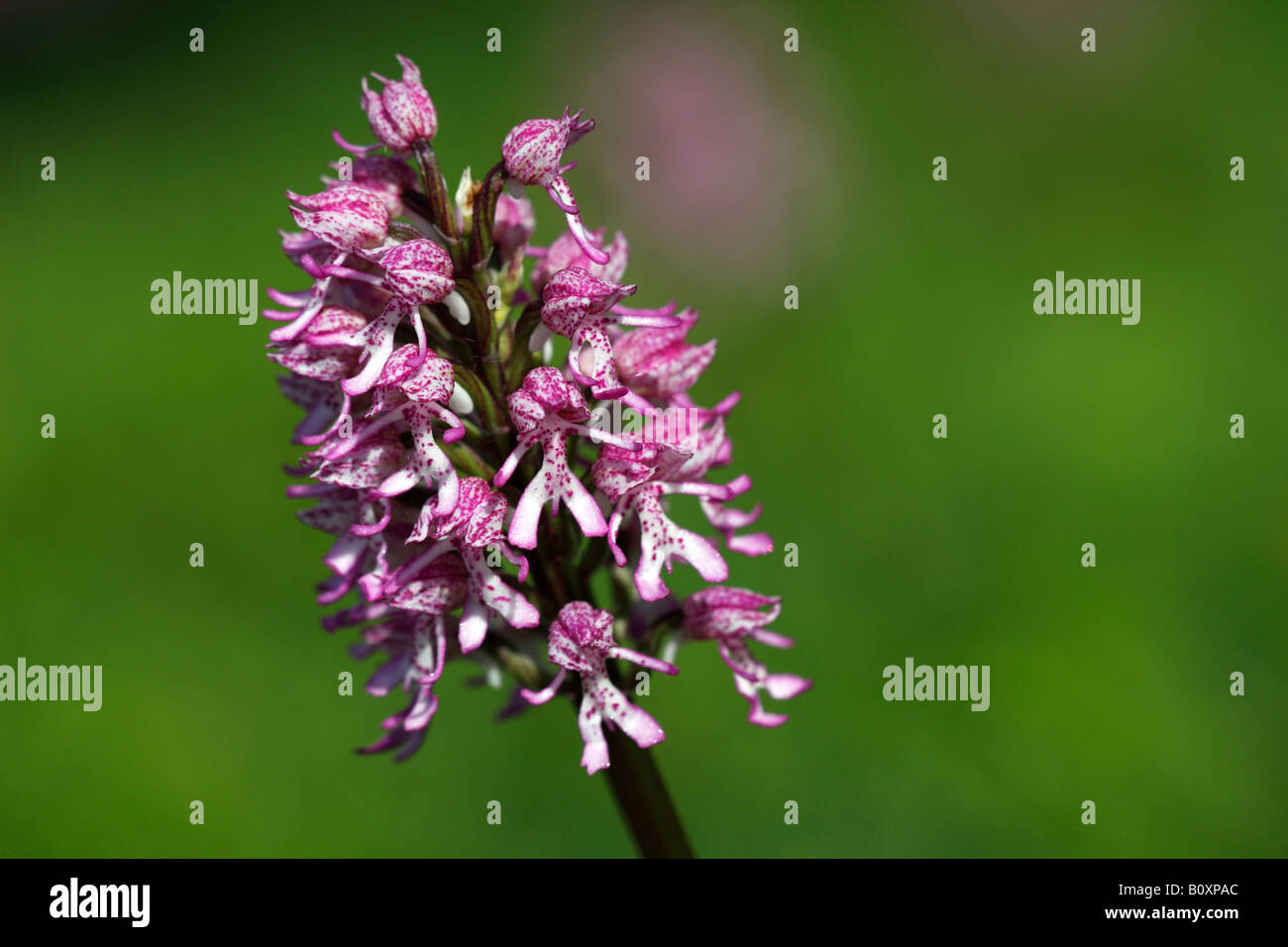 Rare Lady x Monkey Orchid Hybrid [Orchis purpurea x simia], wild flower growing in field, 'close up' detail, England, UK Stock Photo