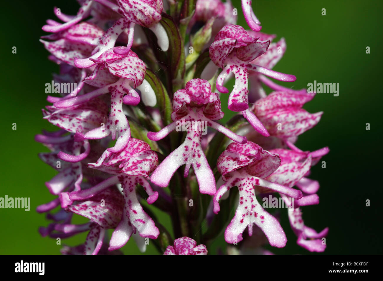 Rare Lady x Monkey Orchid Hybrid [Orchis purpurea x simia], 'close up' flower macro showing petal detail, England, UK Stock Photo