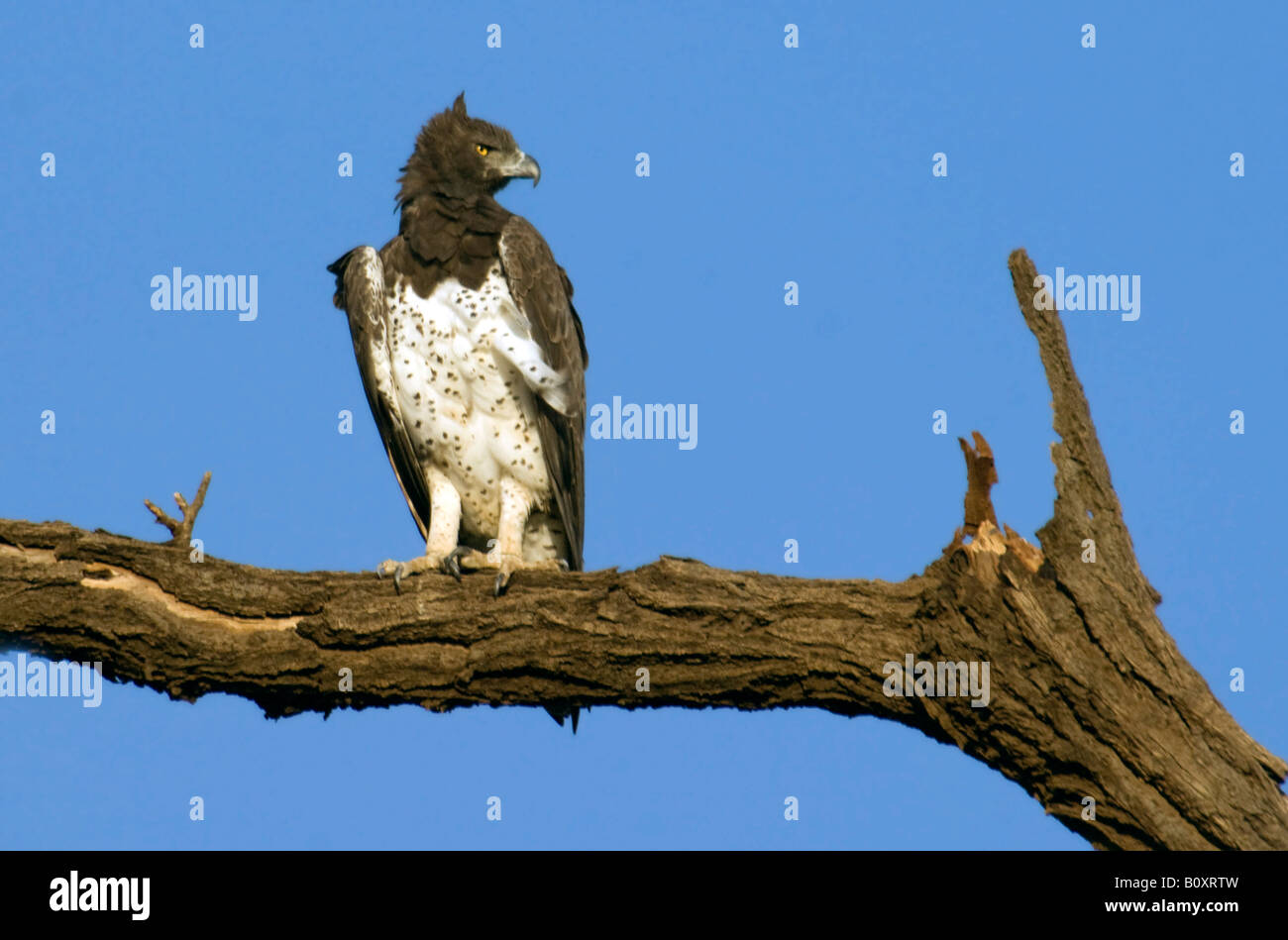 martial eagle (Polemaetus bellicosus, Hieraaetus bellicosus), sitting on a branch, Kenya, Samburu National Reserve Stock Photo