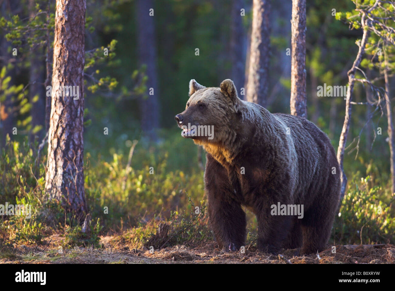 European brown bear (Ursus arctos arctos), at the forest edge, Finland ...