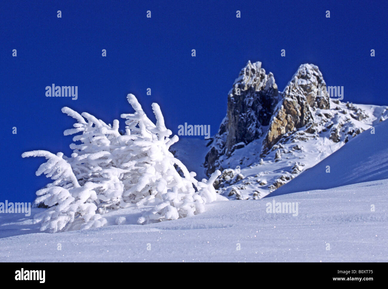 snow covert tree in the Vanoise National Park, France, Alps, Vanoise NP Stock Photo