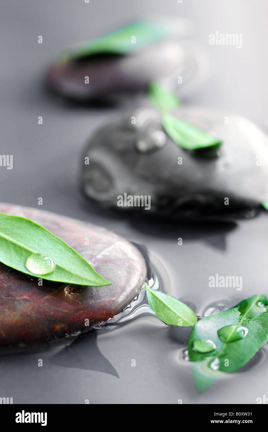 Stones submerged in water with green leaves and water drops Stock Photo ...