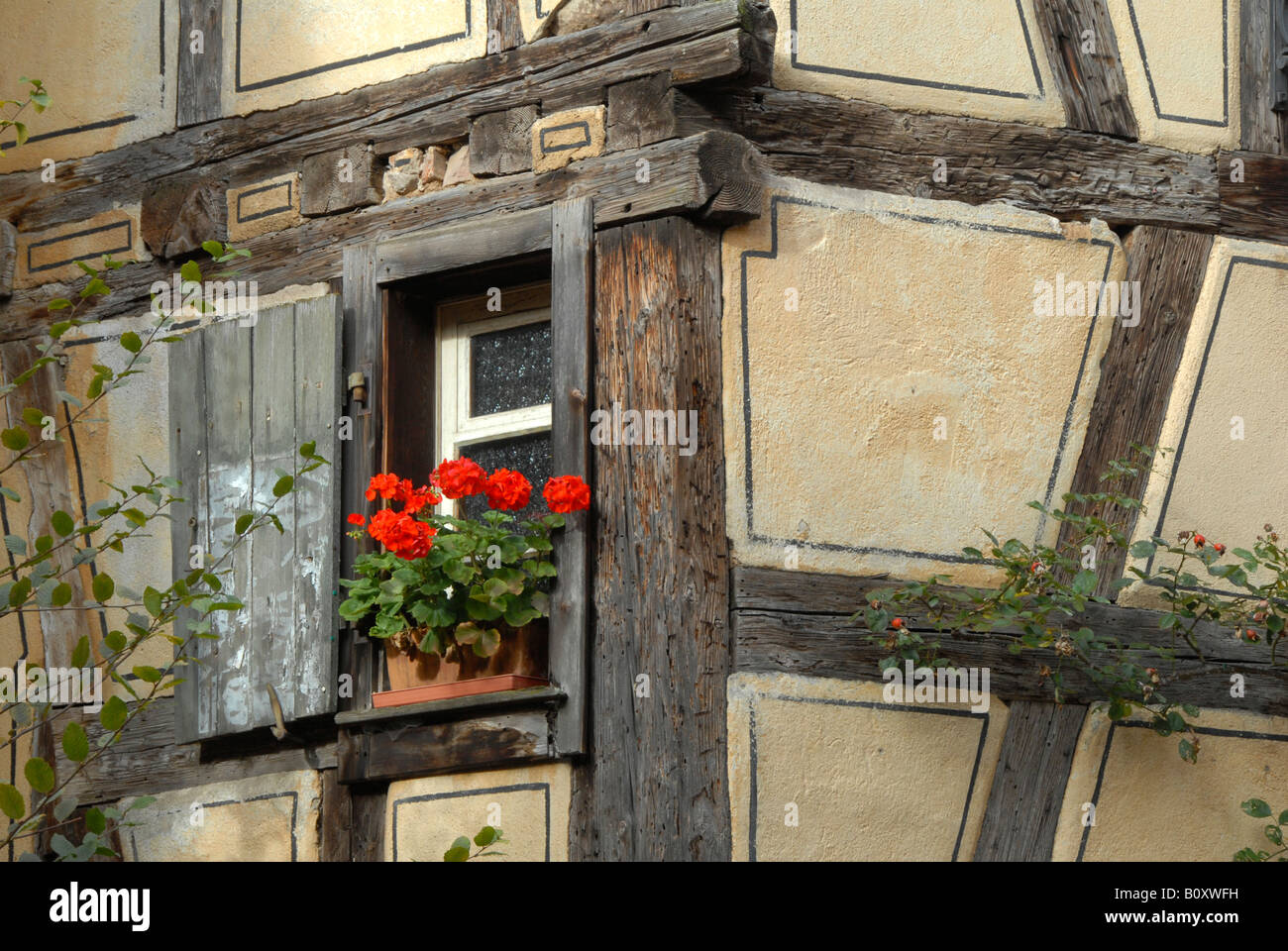 geranium (Pelargonium spec.), floral ornaments at timber framed house, France, Alsace, Riquewihr Stock Photo