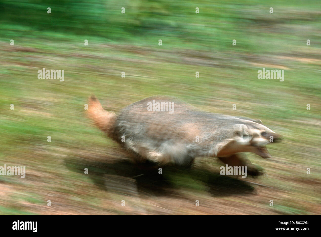 American badger, attack hi-res stock photography and images - Alamy