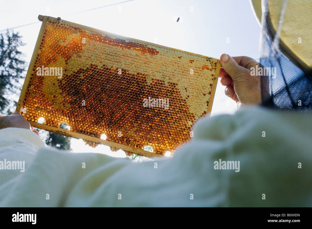 Man holding honeycomb Stock Photo