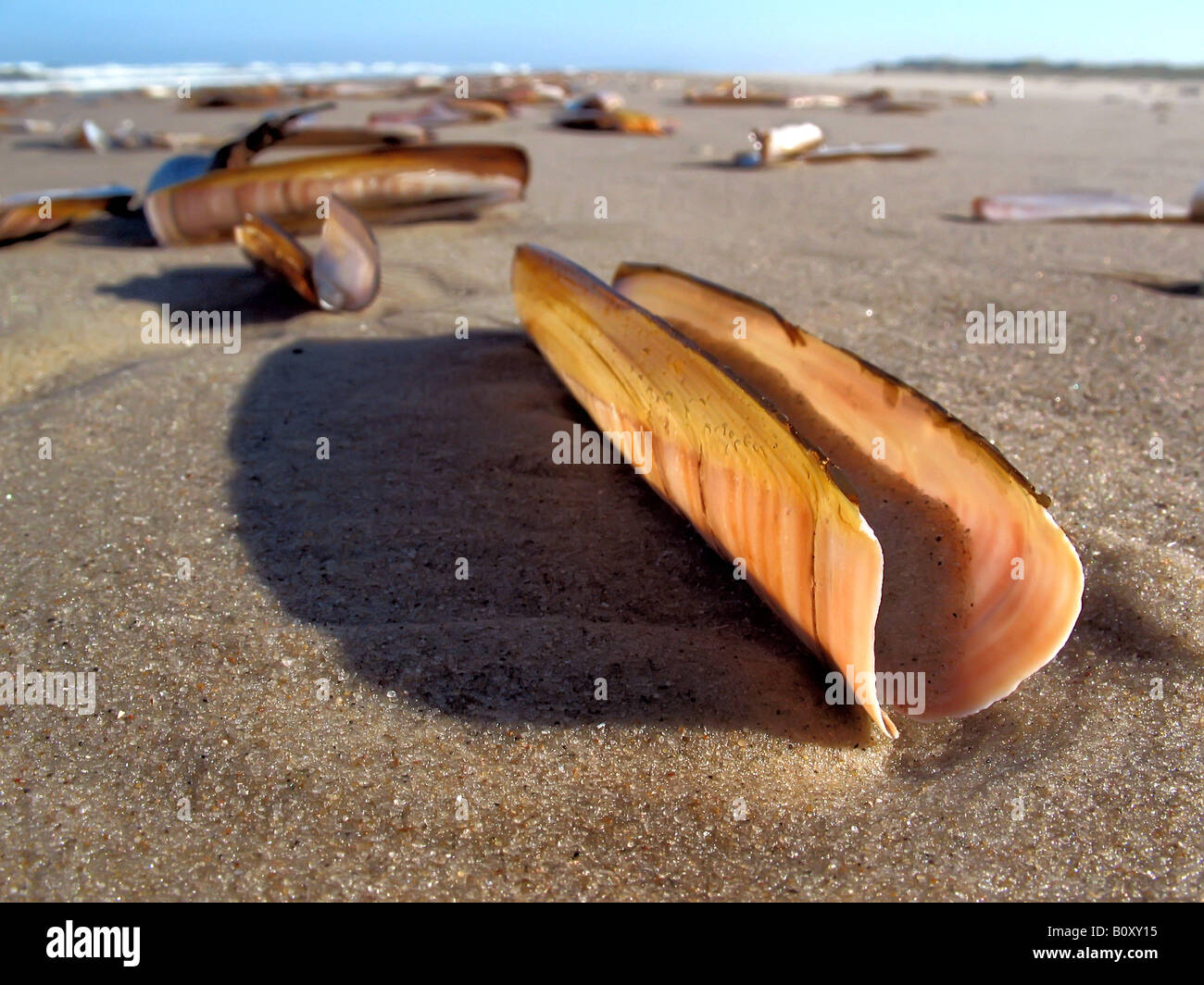 Atlantic jackknife clam (Ensis directus), Mussels on a beach with ocean