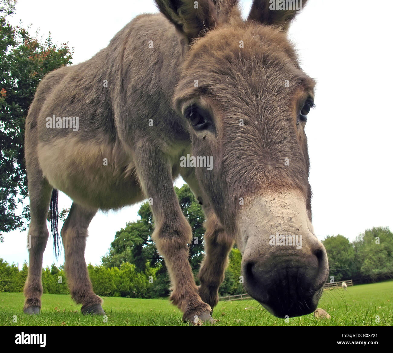 Domestic Donkey Equus Asinus F Asinus A Grazing Donkey Stock Photo