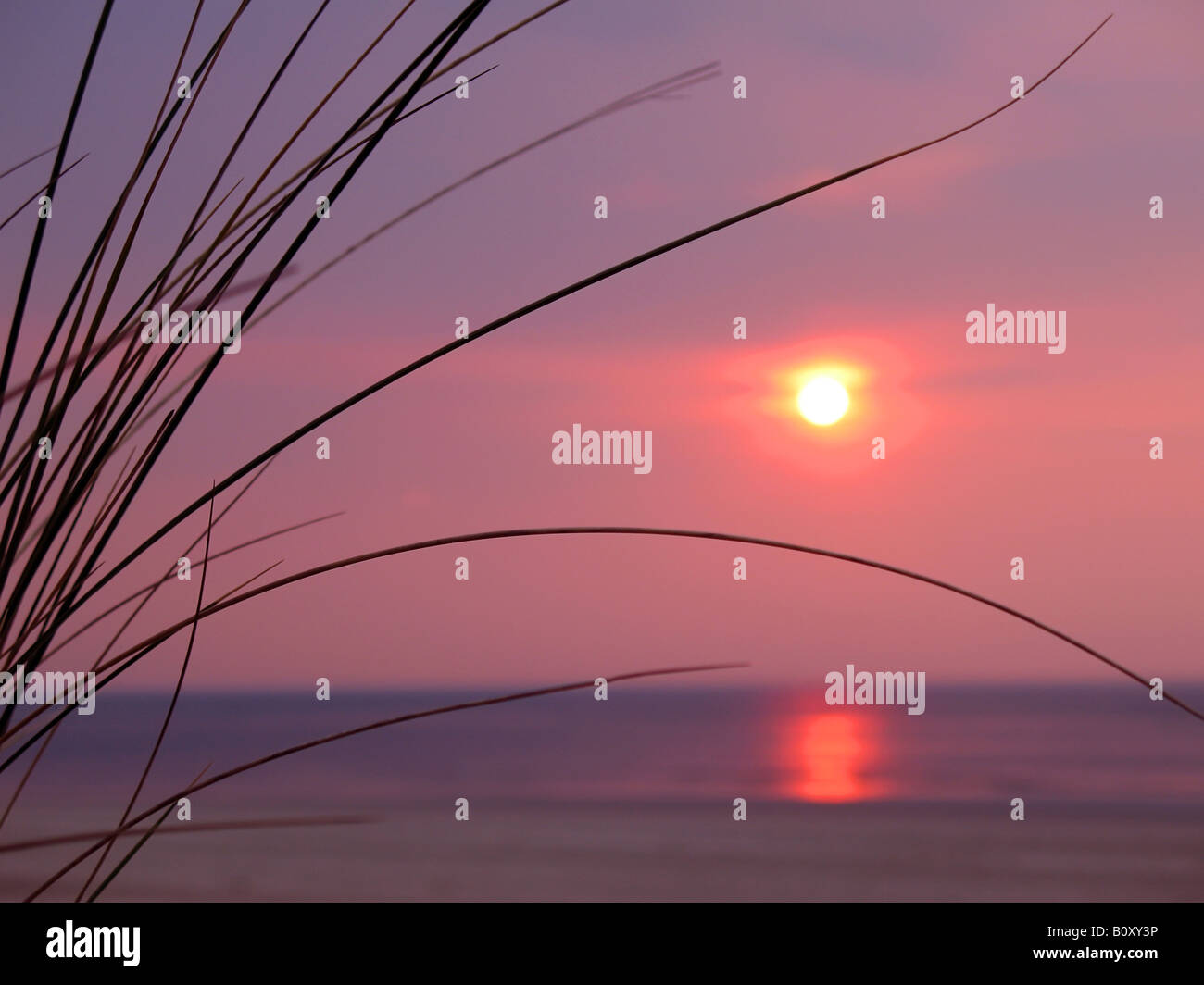 beach grass, European beachgrass, marram grass, psamma, sea sandreed