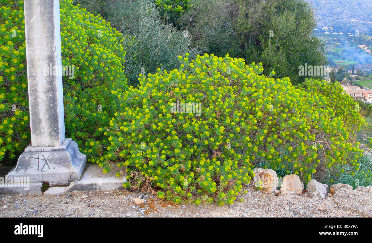 Woody Spurge (Euphorbia dendroides), at pilgrims route, Spain, Majorca, Pollenca Stock Photo
