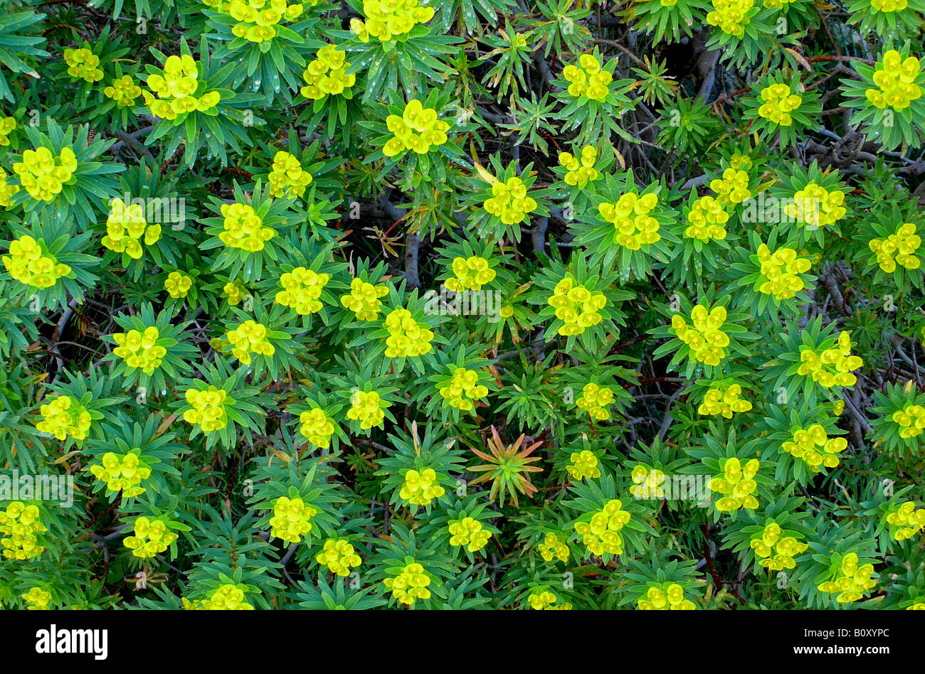 Woody Spurge (Euphorbia dendroides), blooming, Spain, Majorca, Pollenca Stock Photo