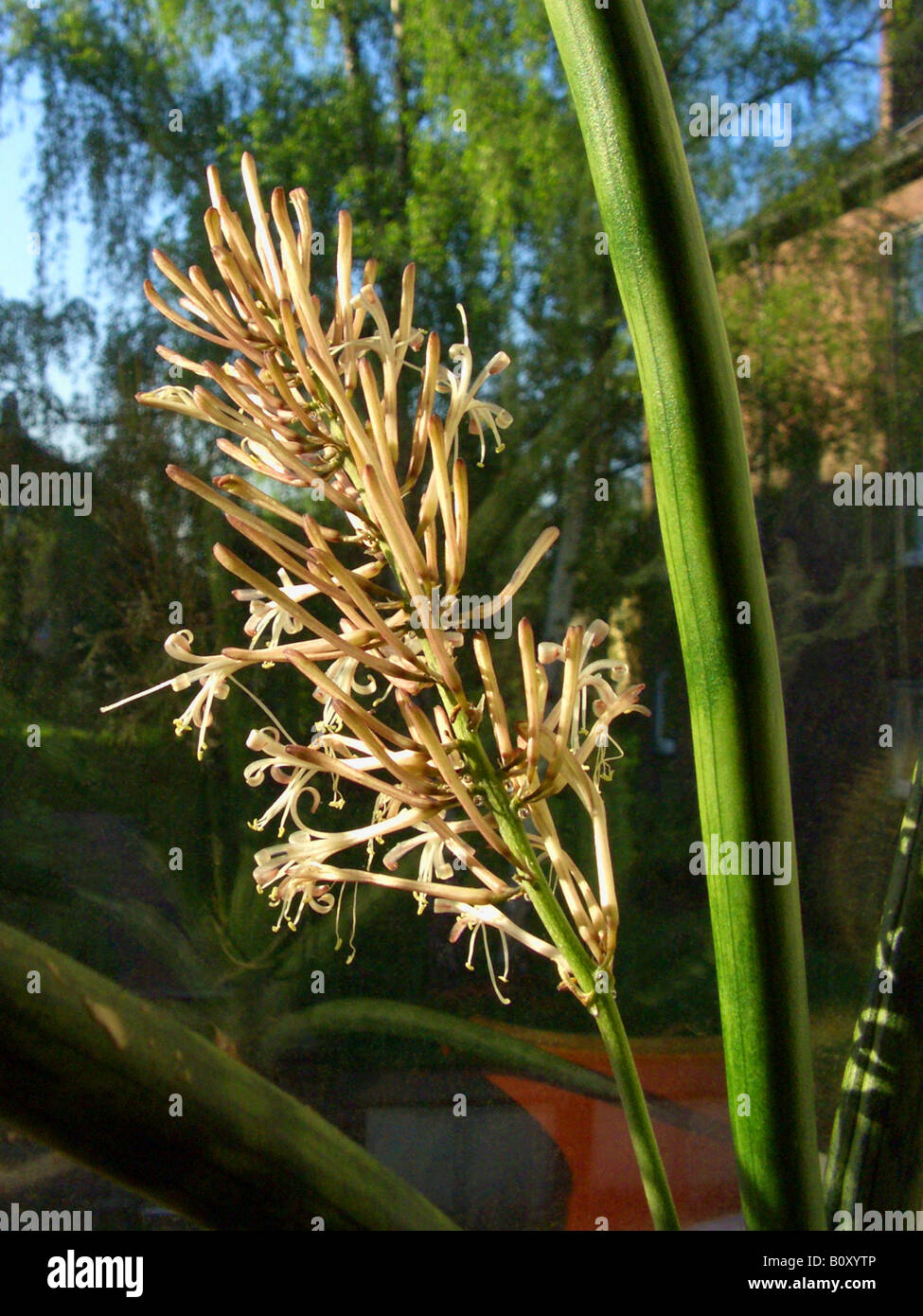 Spear Sansevieria, Snake Plant (Sansevieria cylindrica), blooming on a windowsill Stock Photo