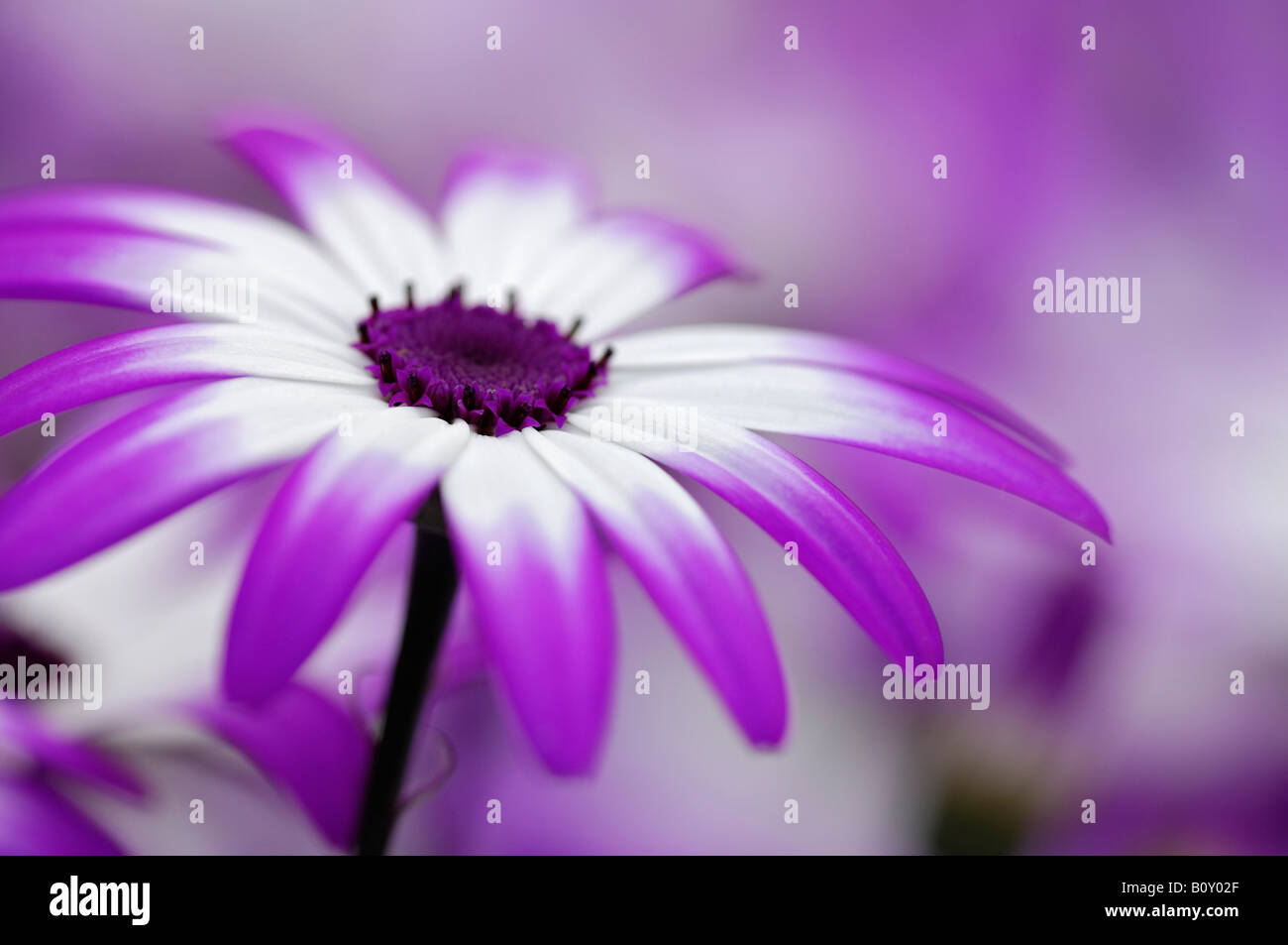 African Daisy, Lavender African Daisy, Norlindh freeway daisy (Osteospermum spec.), inflorescence Stock Photo